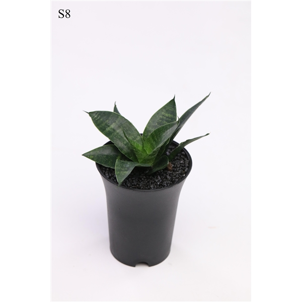 Горшечные цветы и растения оптом Sansevieria Comet Queen Marble In Sierpot от 9шт (для телеги) из Голландии с доставкой по России