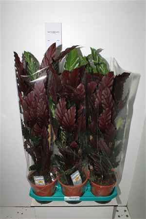Горшечные цветы и растения оптом Calat Ruf Wavestar ++++ от 3шт из Голландии с доставкой по России