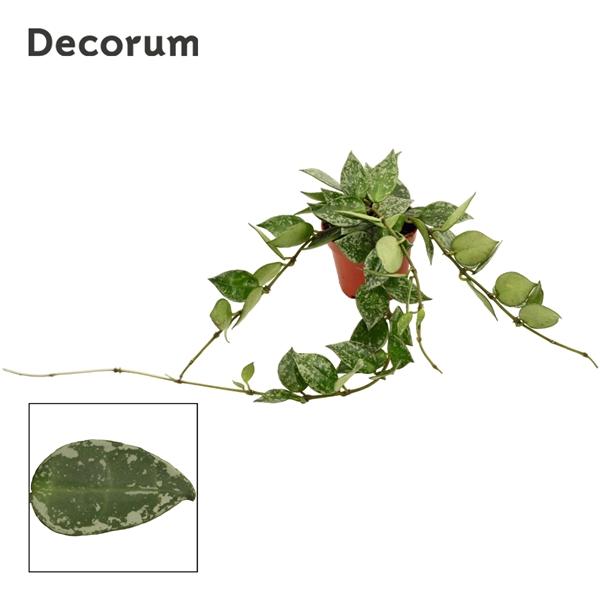 Горшечные цветы и растения оптом Hoya Krohniana Splash Decorum от 20шт (для телеги) из Голландии с доставкой по России