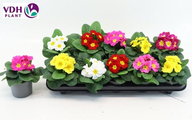 Горшечные цветы и растения оптом Prim Ac Paradiso Gem от 10шт из Голландии с доставкой по России