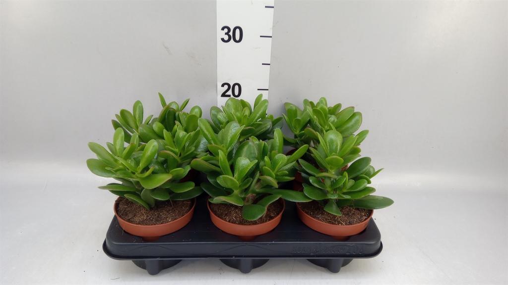 Горшечные цветы и растения оптом Crassula magical Tree A от 6шт из Голландии с доставкой по России