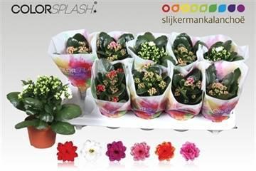 Горшечные цветы и растения оптом Kal Ge Gem 6 Kl от 10шт из Голландии с доставкой по России