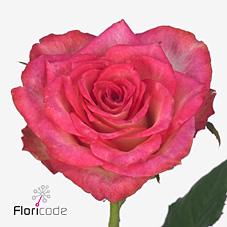 Срезанные цветы оптом Rosa large double date! от 80шт из Голландии с доставкой по России