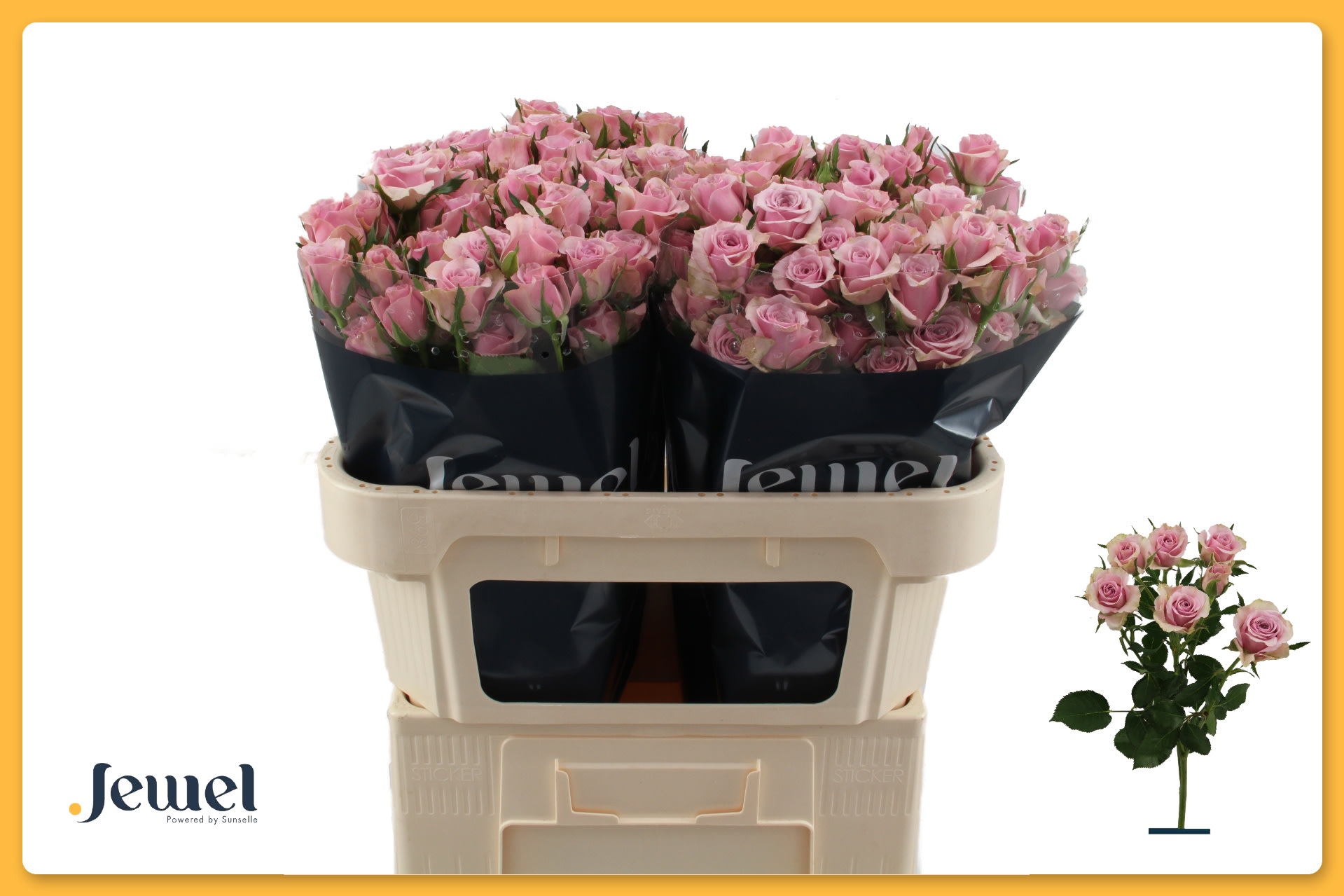 Срезанные цветы оптом Rosa spray leila от 60шт. из Голландии с доставкой по России