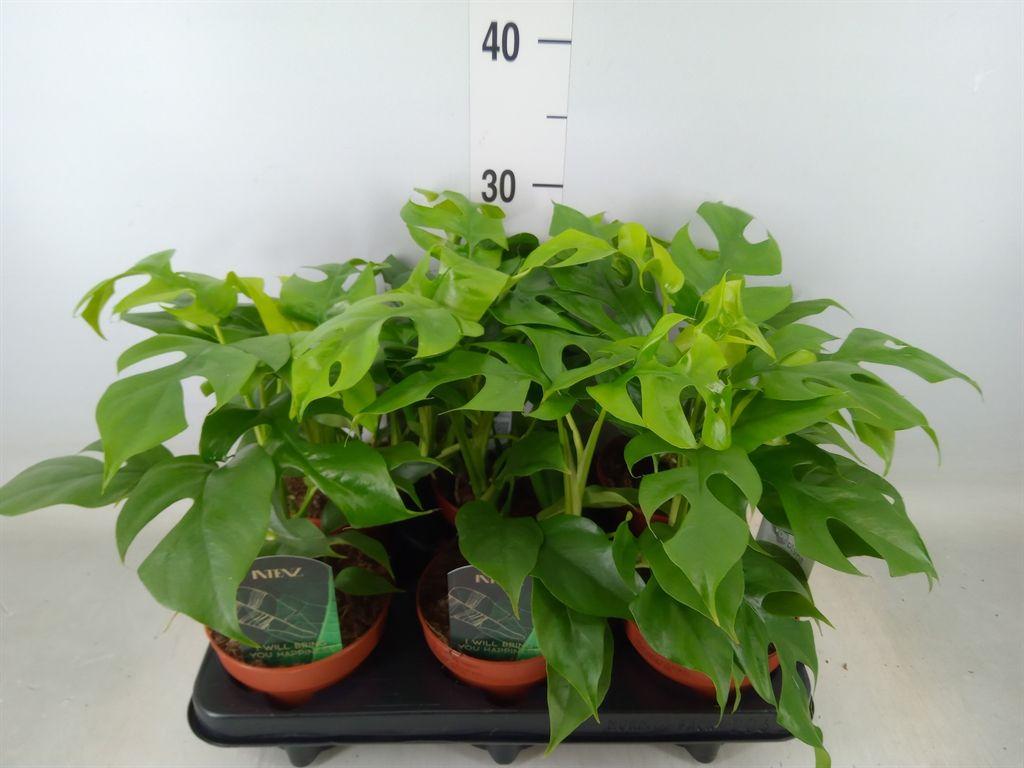 Горшечные цветы и растения оптом Rhaphidophora Tetrasperma от 6шт из Голландии с доставкой по России