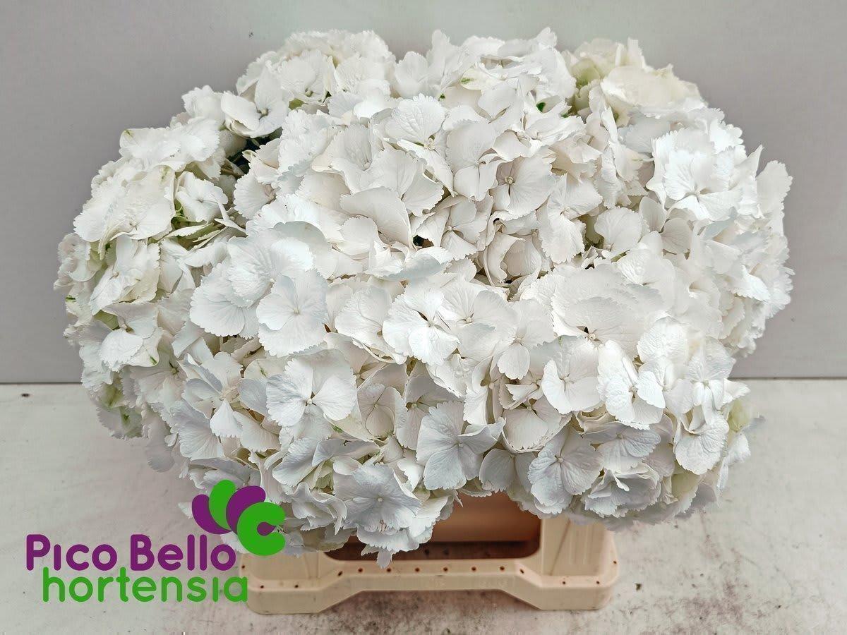 Срезанные цветы оптом Hydrangea schneeball от 10шт из Голландии с доставкой по России