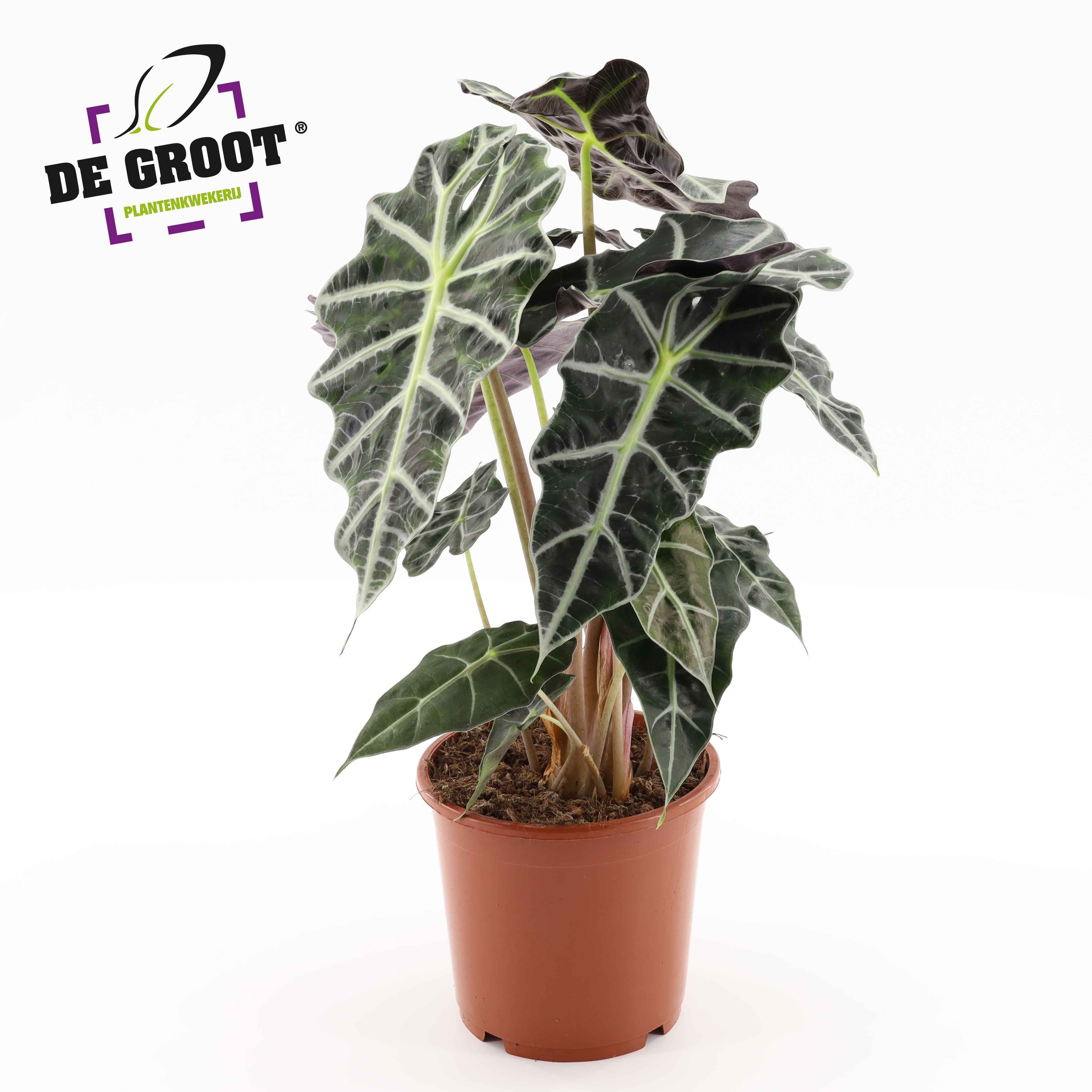 Горшечные цветы и растения оптом Alocasia Polly от 6шт (для телеги) из Голландии с доставкой по России