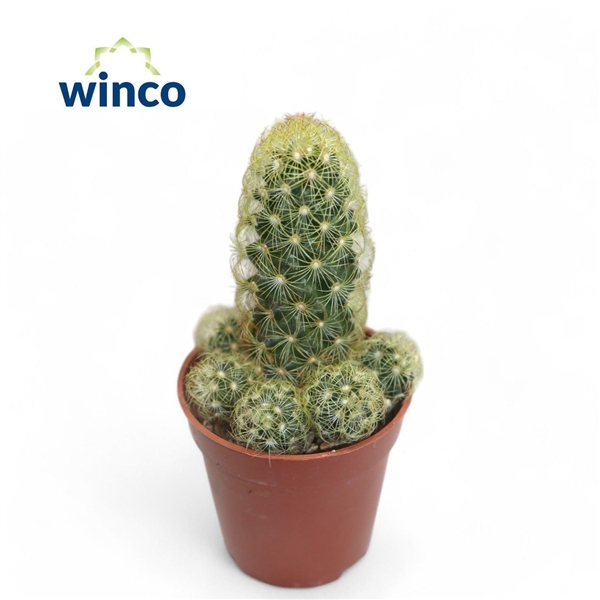 Горшечные цветы и растения оптом Mammillaria Elongata от 20шт (для телеги) из Голландии с доставкой по России