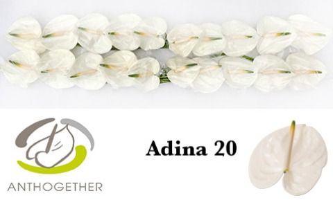 Срезанные цветы оптом Anthurium adina от 20шт из Голландии с доставкой по России