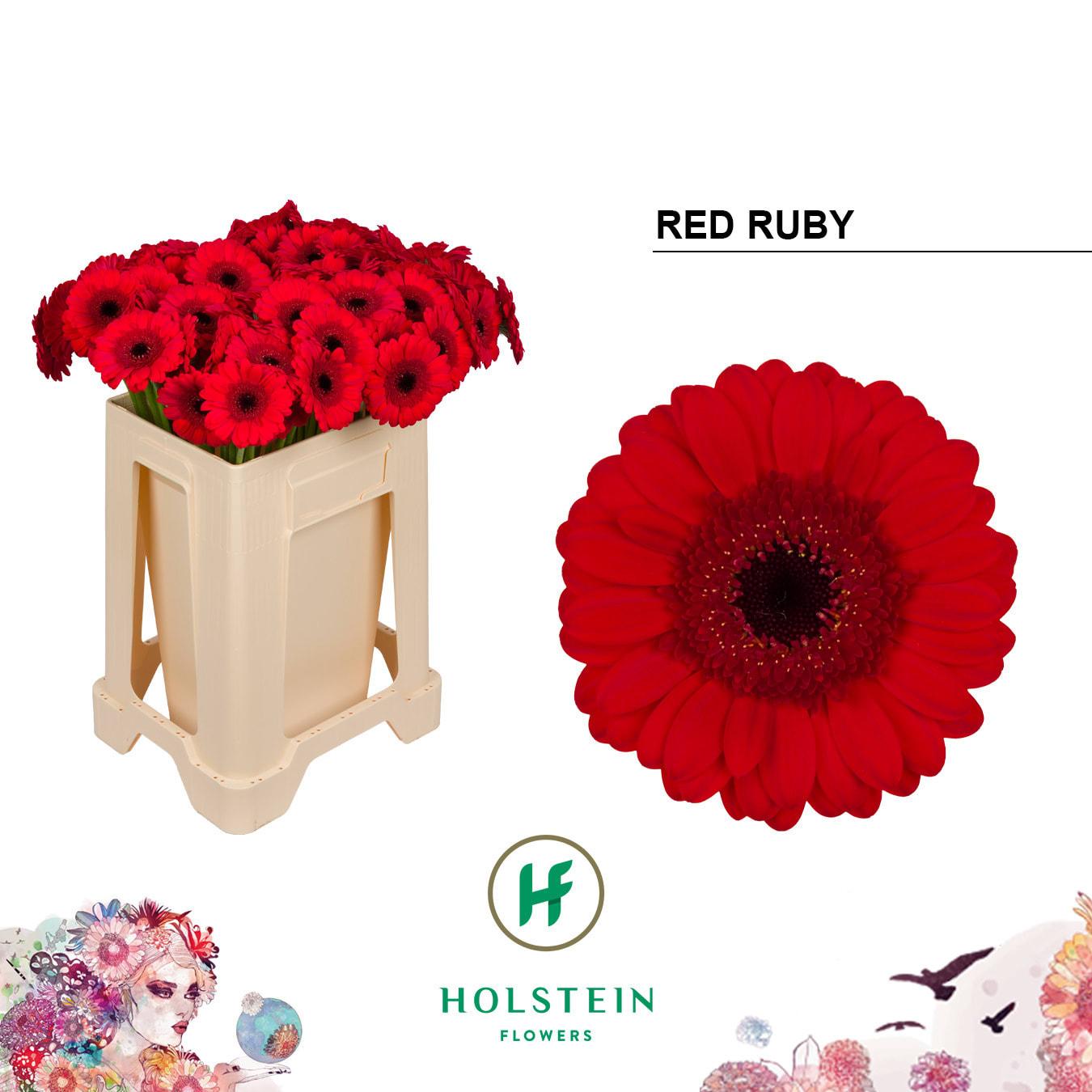 Срезанные цветы оптом Germini red ruby от 80шт из Голландии с доставкой по России