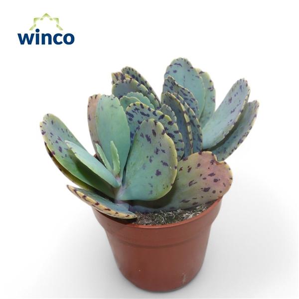 Горшечные цветы и растения оптом Kalanchoe Marmorata (tiger) от 18шт (для телеги) из Голландии с доставкой по России