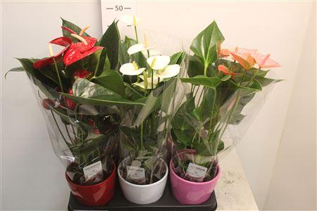 Горшечные цветы и растения оптом Anthu An Gem 3 Kl 4+ Ceramic от 6шт из Голландии с доставкой по России