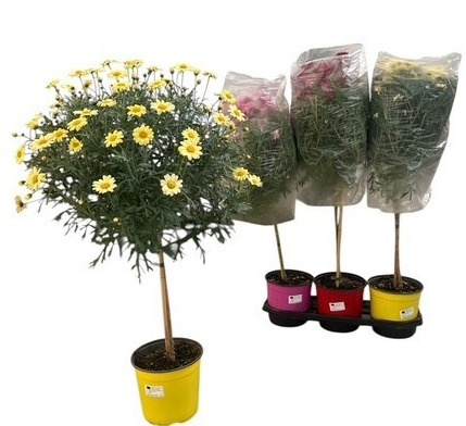 Горшечные цветы и растения оптом Arg Ov от 3шт из Голландии с доставкой по России