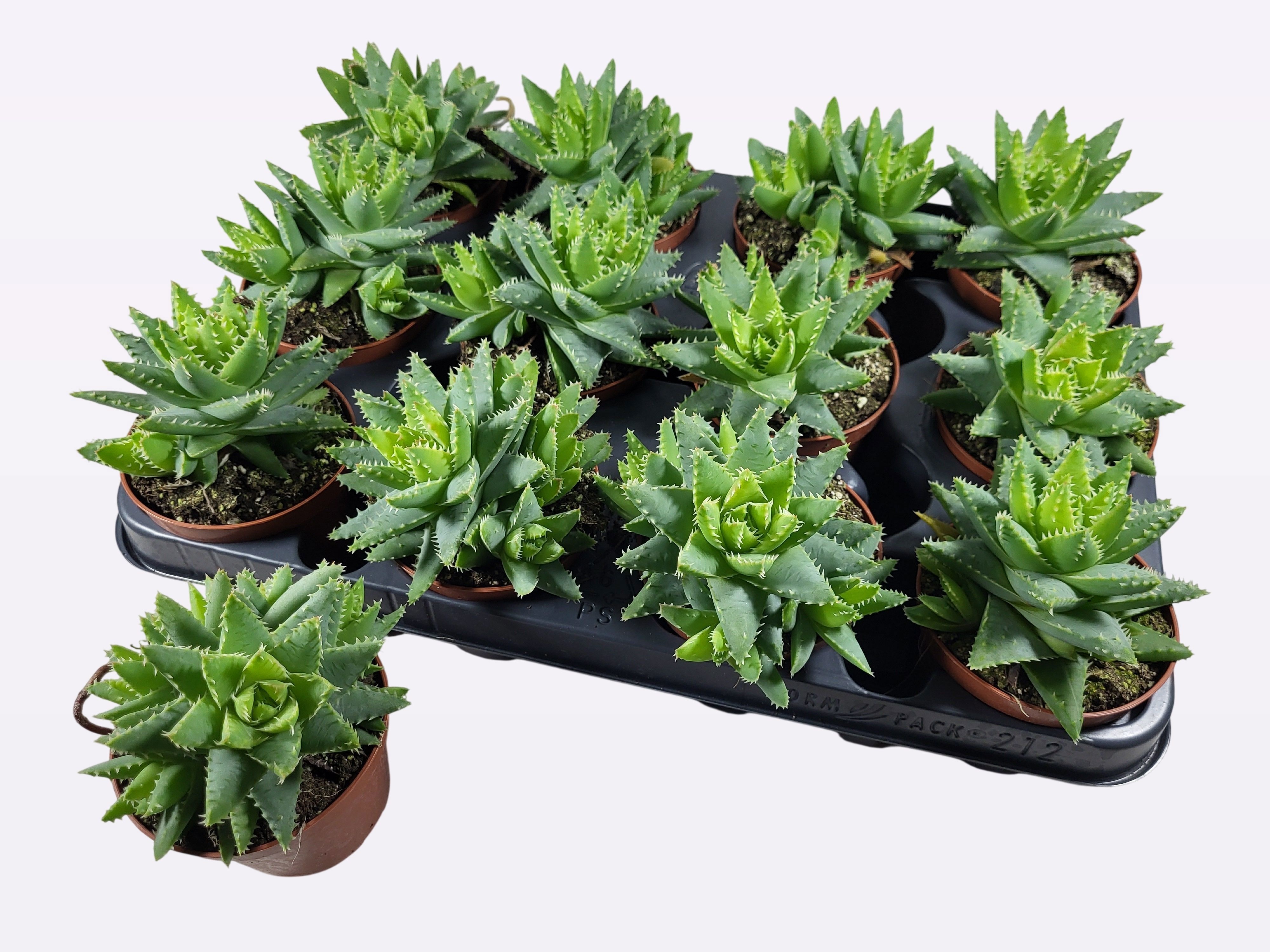 Горшечные цветы и растения оптом Aloe Brevifolia от 12шт (для телеги) из Голландии с доставкой по России