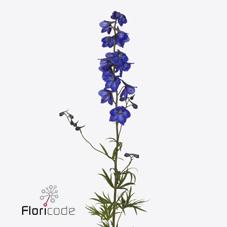 Срезанные цветы оптом Delphinium si bel atlantis от 50шт из Голландии с доставкой по России