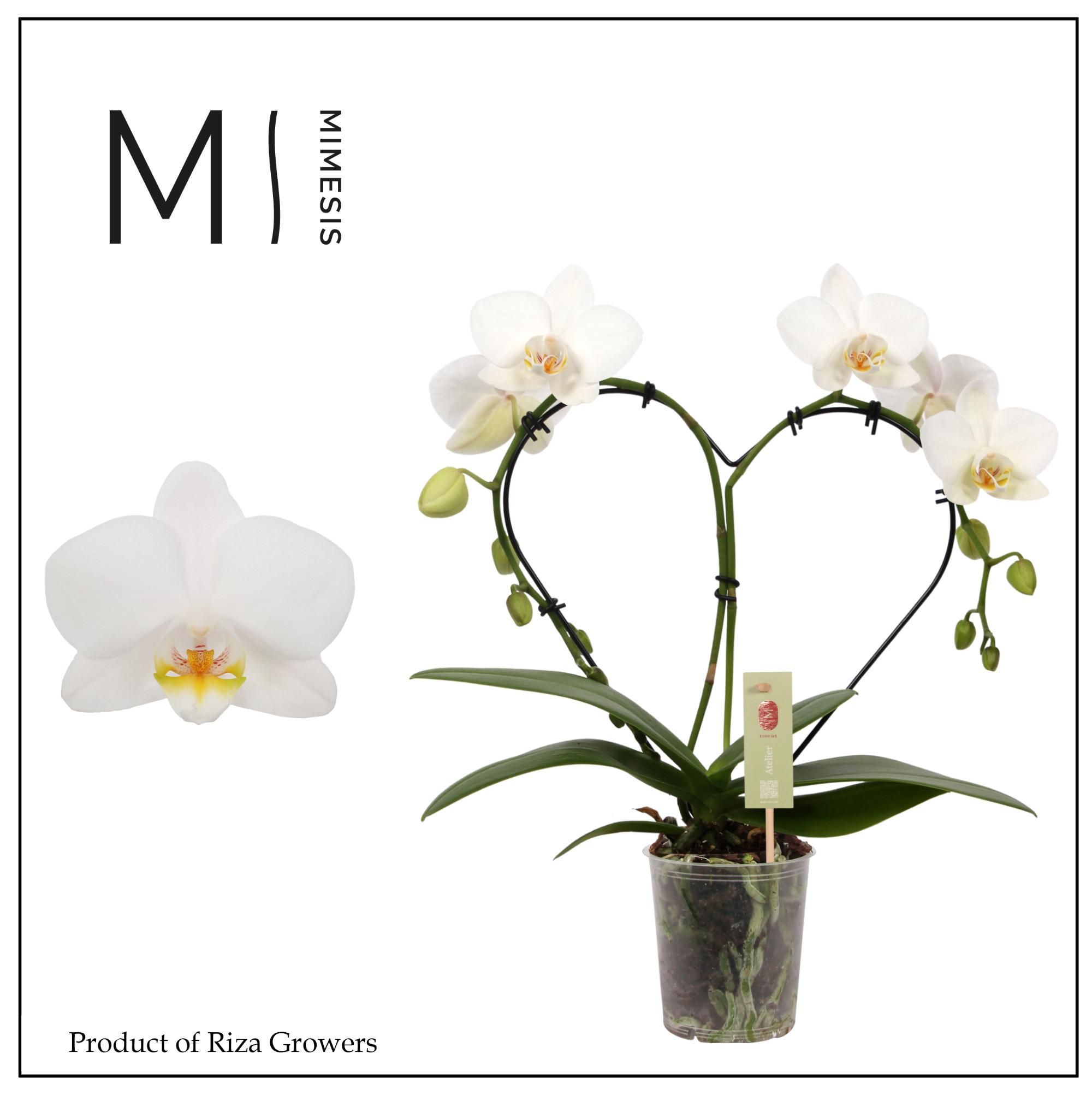 Горшечные цветы и растения оптом Phal Heart White 16+ (mimesis) от 4шт (для телеги) из Голландии с доставкой по России