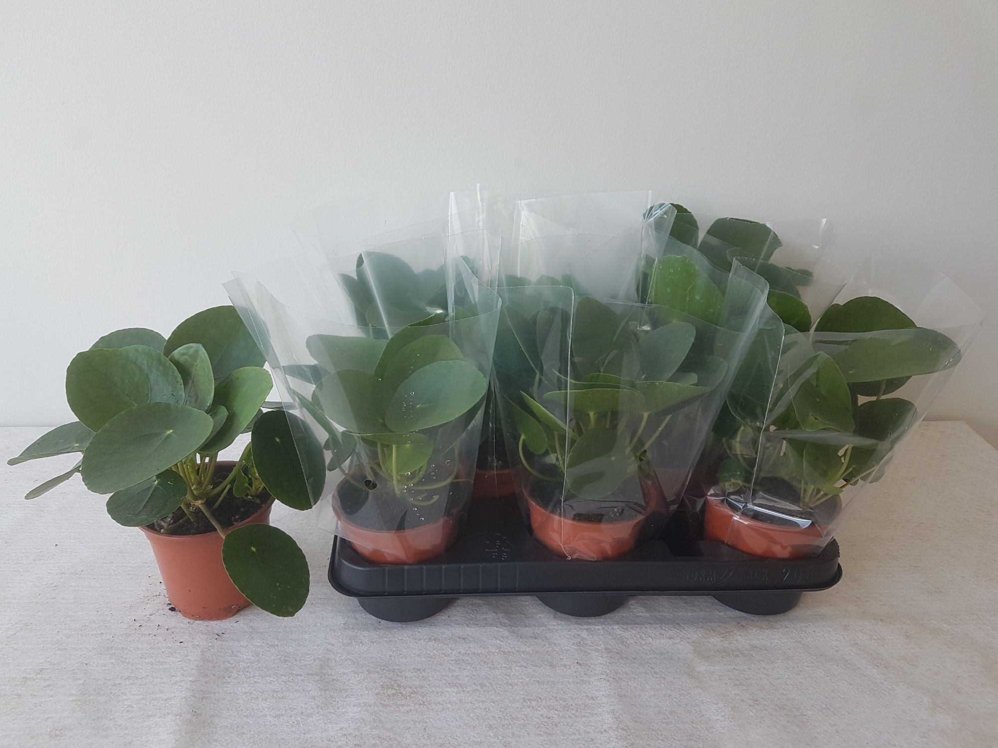 Горшечные цветы и растения оптом Pilea Peperomioides от 8шт из Голландии с доставкой по России