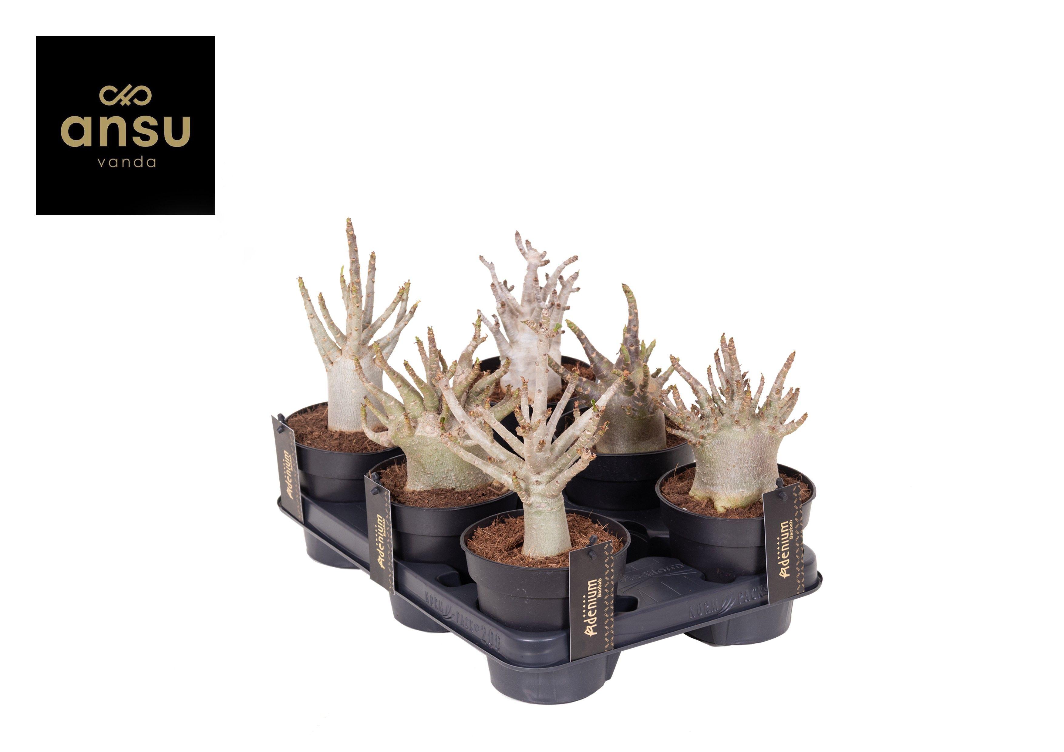 Горшечные цветы и растения оптом Adenium Baobab от 10шт из Голландии с доставкой по России Горшечные цветы и растения оптом Adenium Baobab от 10шт из Голландии с доставкой по России