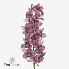 Срезанные цветы оптом Cymbidium pink kensi от 12шт из Голландии с доставкой по России