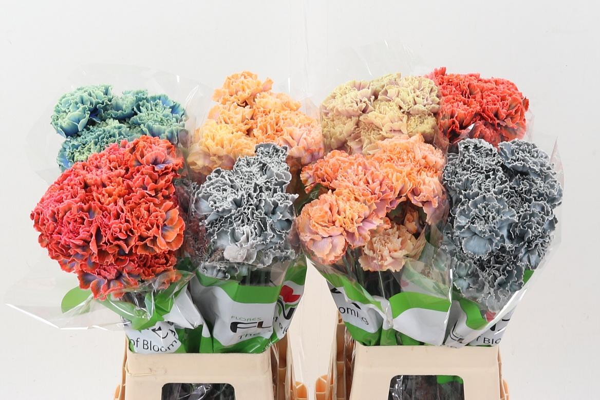 Срезанные цветы оптом Dianthus st paint mix от 80шт из Голландии с доставкой по России