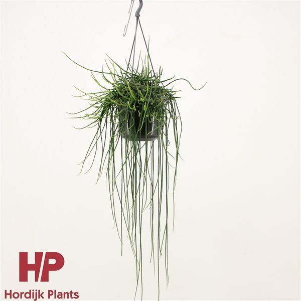 Горшечные цветы и растения оптом Rhipsalis Floccosa Hanging Pot от 7шт из Голландии с доставкой по России