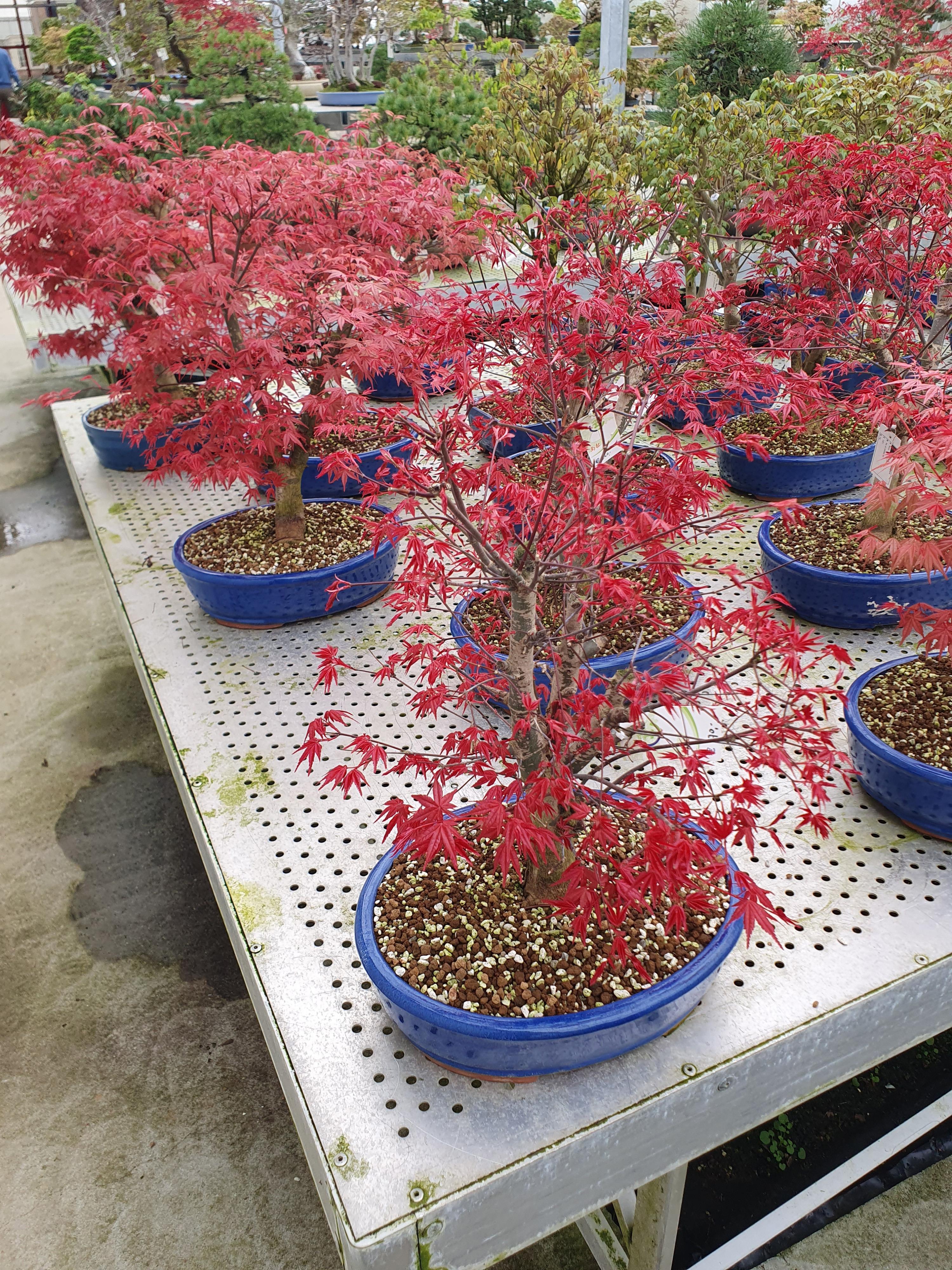 Горшечные цветы и растения оптом Acer Palmatum Deshojo, Pot 31cm. от 2шт из Голландии с доставкой по России