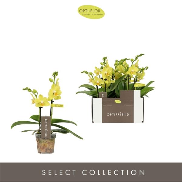 Горшечные цветы и растения оптом Phal 2st Mini Vayenne от 8шт (для телеги) из Голландии с доставкой по России