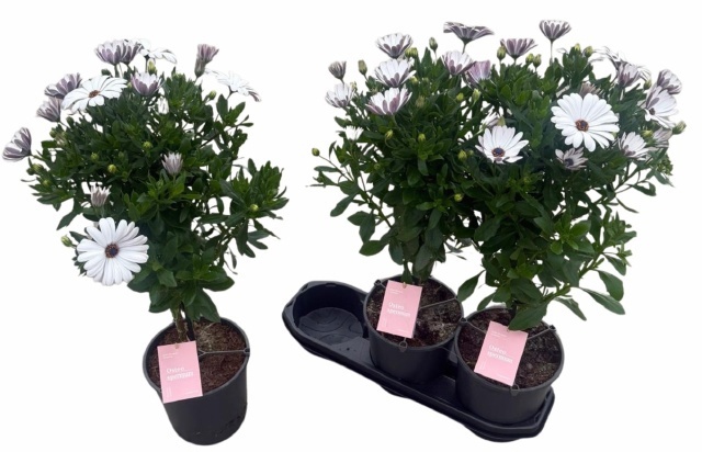 Горшечные цветы и растения оптом Osteo Sunny Felix от 3шт из Голландии с доставкой по России