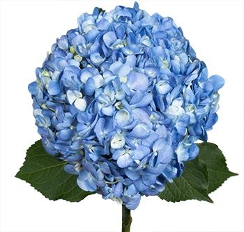 Срезанные цветы оптом Hydrangea shocking blue от 10шт из Голландии с доставкой по России