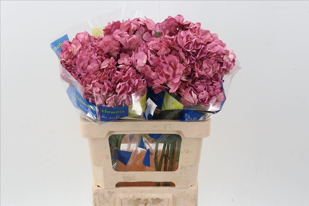 Срезанные цветы оптом Hydrangea old pink от 10шт из Голландии с доставкой по России