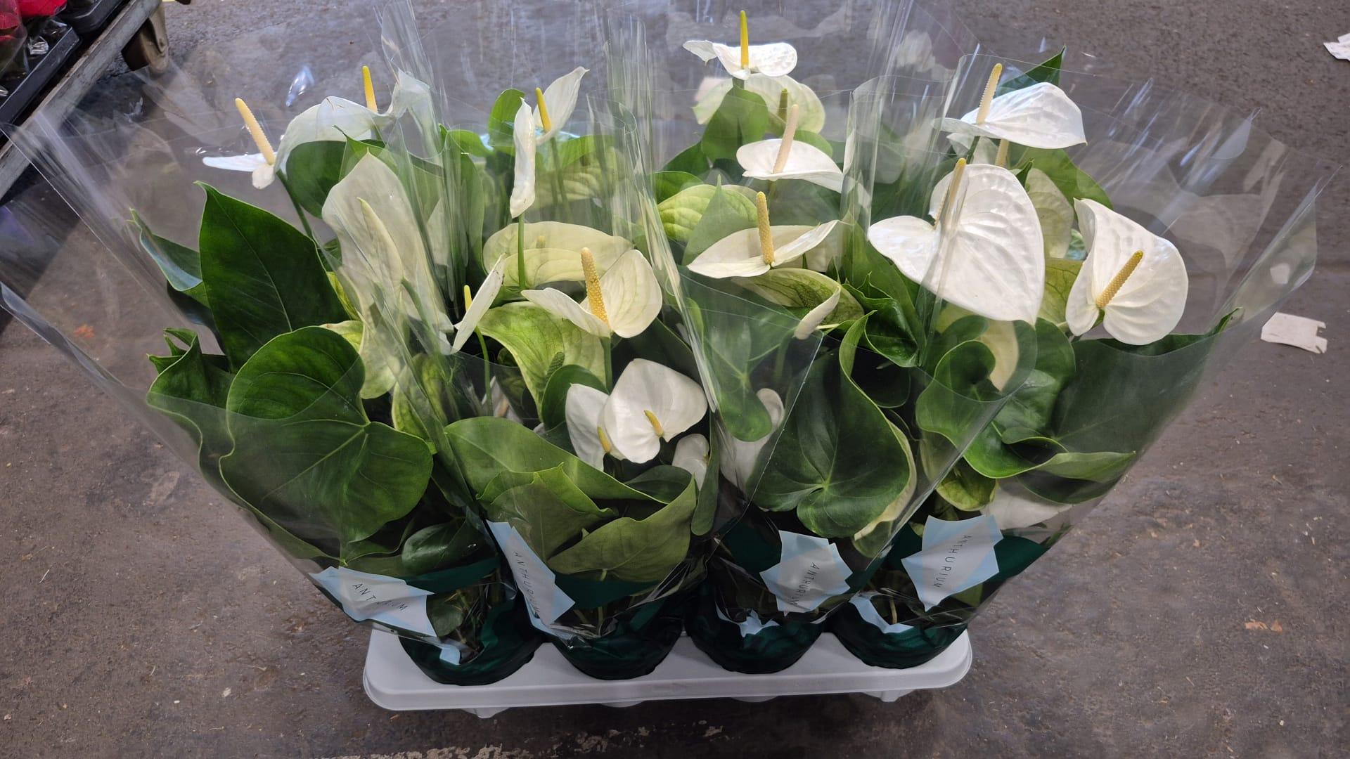 Горшечные цветы и растения оптом Anthurium Samora от 8шт из Голландии с доставкой по России