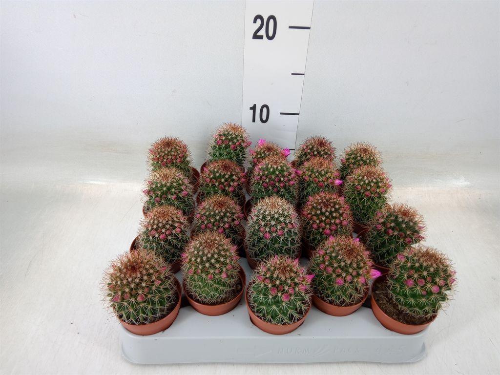 Горшечные цветы и растения оптом Mammillaria Ernestii от 20шт (для телеги) из Голландии с доставкой по России