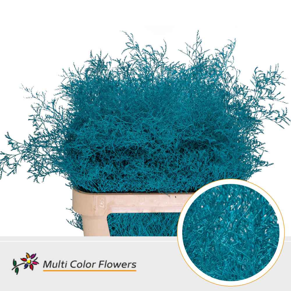 Срезанные цветы оптом Limonium paint turquoise от 25шт из Голландии с доставкой по России