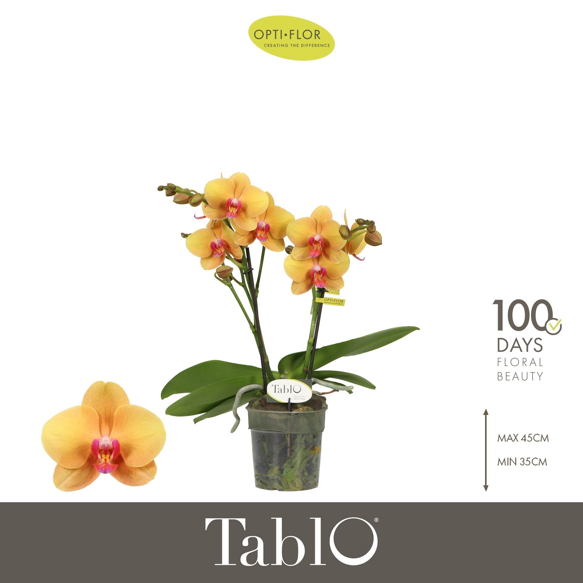 Горшечные цветы и растения оптом Phal 2st Suki (opti) от 6шт из Голландии с доставкой по России