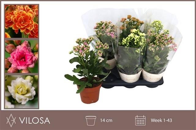 Горшечные цветы и растения оптом Kalanchoe Overig от 6шт из Голландии с доставкой по России