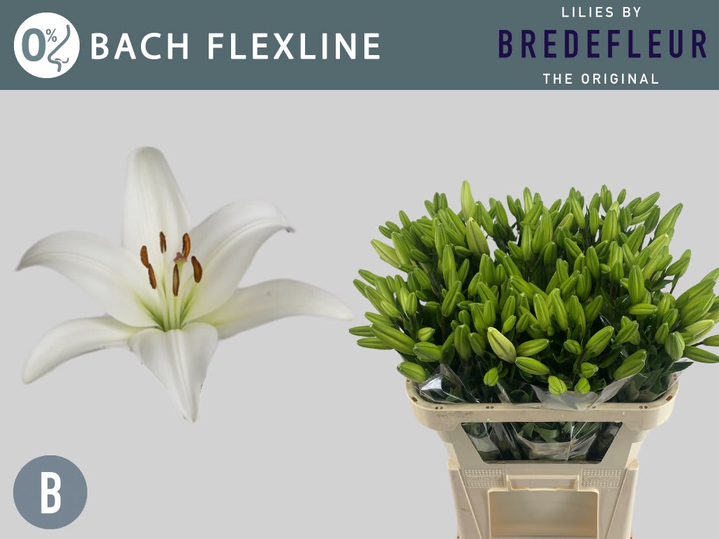 Срезанные цветы оптом Lilium la bach от 60шт из Голландии с доставкой по России Срезанные цветы оптом Lilium la bach от 60шт из Голландии с доставкой по России