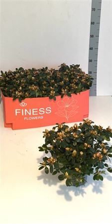 Горшечные цветы и растения оптом Rhodo Si Sachsenster 35cm Diam. от 6шт из Голландии с доставкой по России