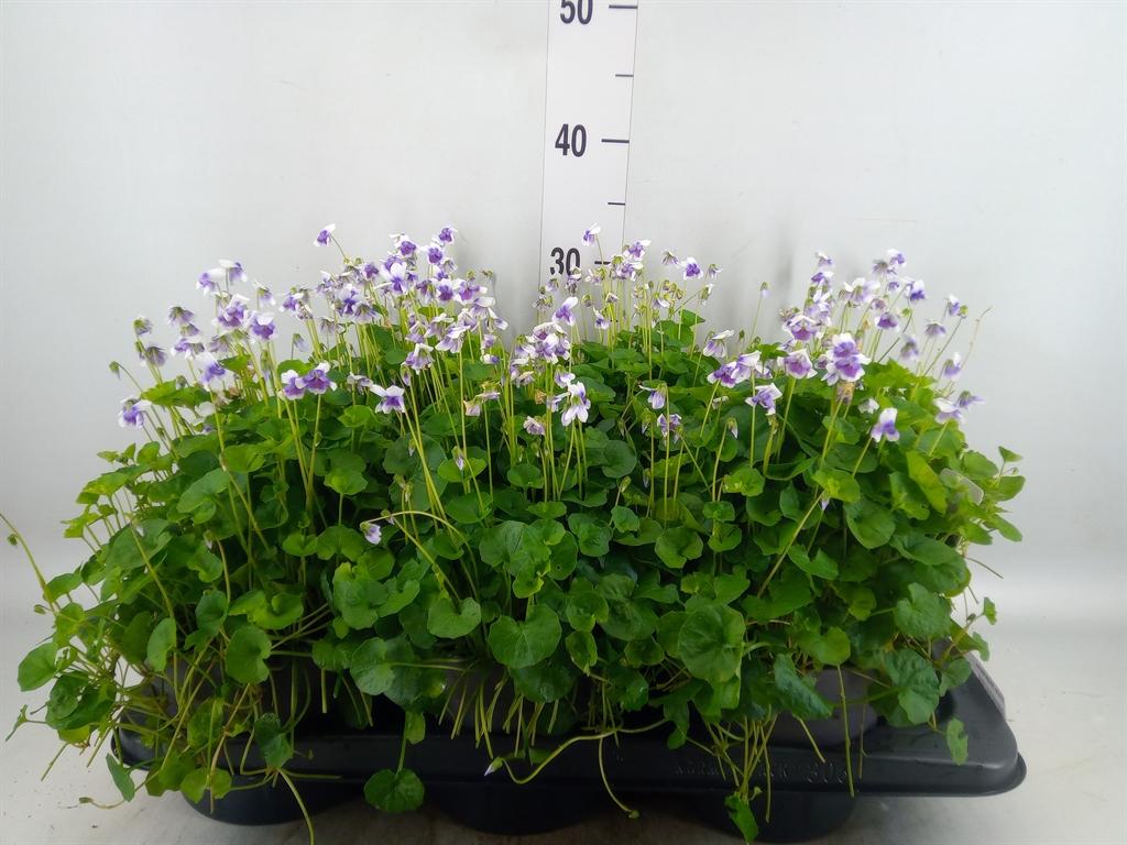 Горшечные цветы и растения оптом Viola Hederacea от 6шт (для телеги) из Голландии с доставкой по России