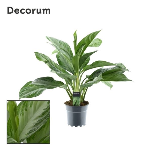 Горшечные цветы и растения оптом Aglaonema Silver Bay 3pp (decorum) от 6шт из Голландии с доставкой по России