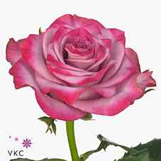 Срезанные цветы оптом Rosa la deep purple от 50шт из Голландии с доставкой по России