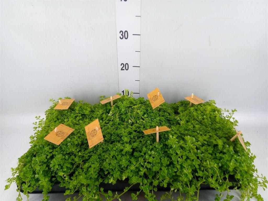Горшечные цветы и растения оптом Pilea Depressa от 8шт из Голландии с доставкой по России