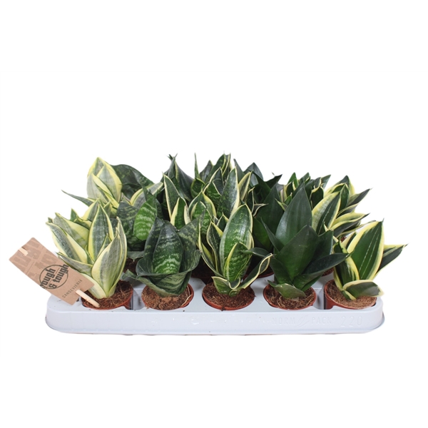 Горшечные цветы и растения оптом Sansevieria Hahnii Mix от 20шт (для телеги) из Голландии с доставкой по России