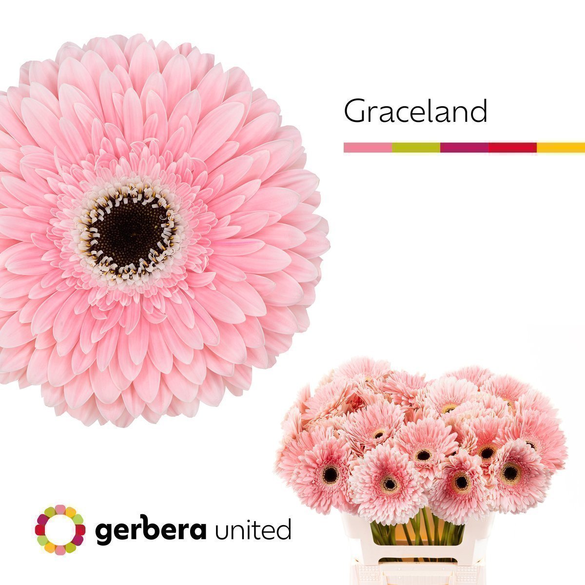 Срезанные цветы оптом Gerbera graceland от 40шт из Голландии с доставкой по России