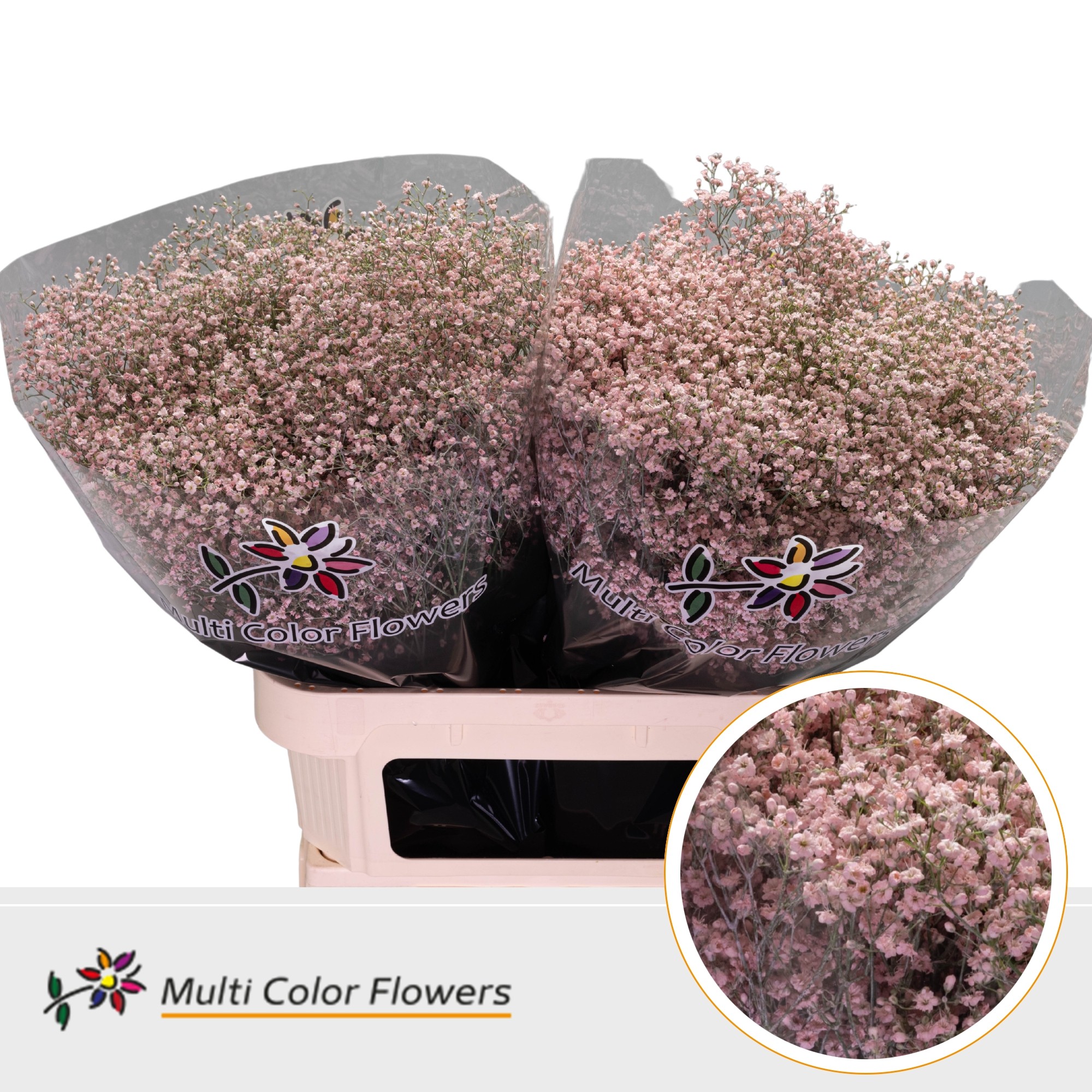 Срезанные цветы оптом Gyps fine paint pink light от 50шт. из Голландии с доставкой по России