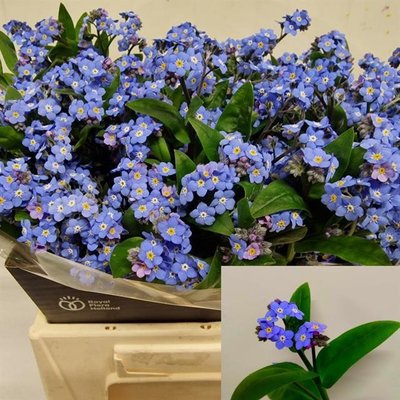 Срезанные цветы оптом Myosotis blue от 50шт из Голландии с доставкой по России