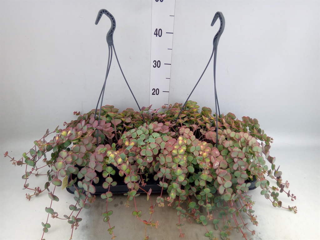 Горшечные цветы и растения оптом Sedum Sieboldii от 2шт из Голландии с доставкой по России