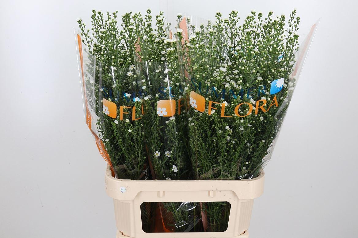 Срезанные цветы оптом Aster paquita от 75шт из Голландии с доставкой по России