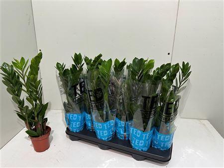 Горшечные цветы и растения оптом Zamioculcas 3+ от 12шт из Голландии с доставкой по России