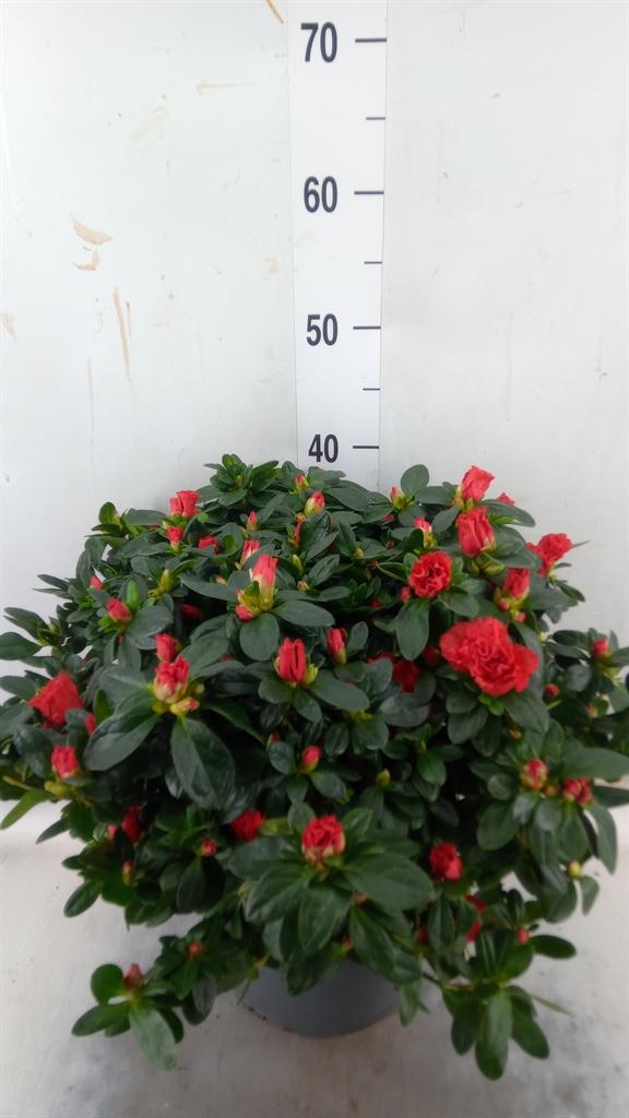 Горшечные цветы и растения оптом Rhododendron Sim.   ... от 1шт из Голландии с доставкой по России