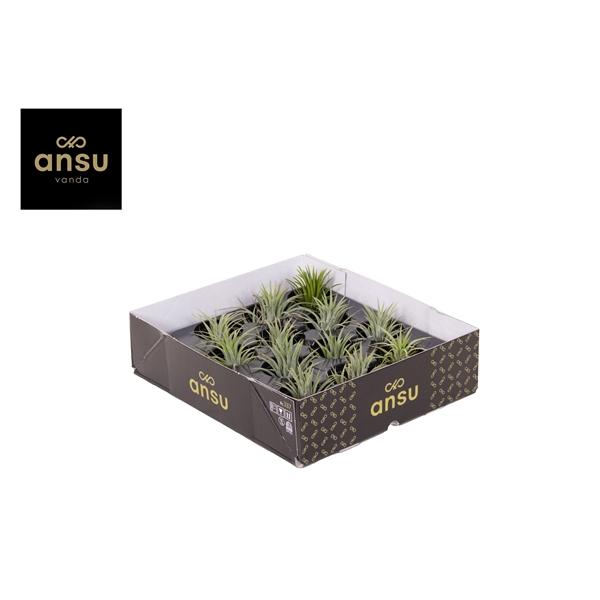 Горшечные цветы и растения оптом Tillandsia Ionantha Green от 12шт (для телеги) из Голландии с доставкой по России